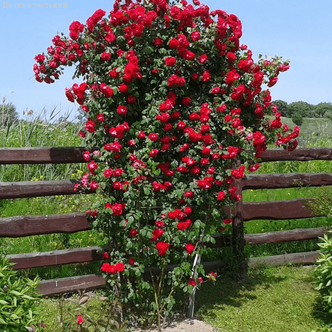 Роза плетистая Симпатия (Sympathie) Роза плетистая Симпатия (Sympathie)