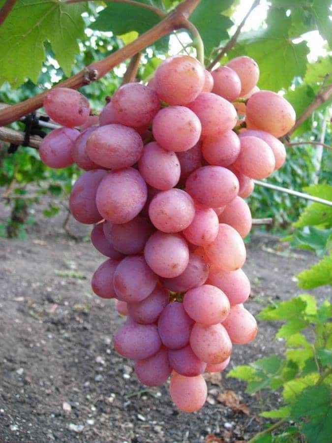 gurman-ranniy