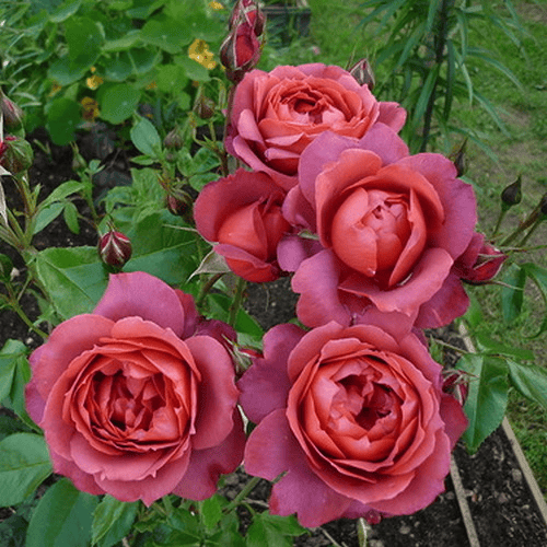 Роза Роза Хот Шоколад — Купить саженцы роз недорого