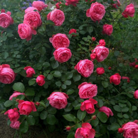 Роза Леонардо Да Винчи флорибунда, Топалович